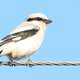 Illustration for article titled Shrikes Are Even Meaner Than We Suspected